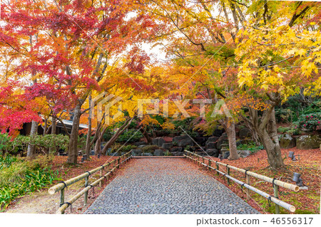 Autumn leaves in Katsuo temple grounds 46556317