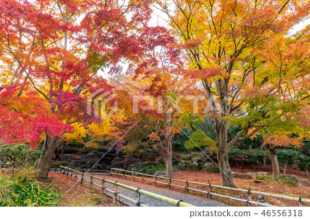 Autumn leaves in Katsuo temple grounds 46556318