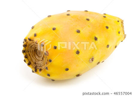 yellow prickly pear or opuntia isolated on a white background 46557004