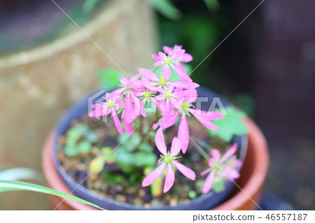 Dimongeishi之花 Dimongeishi之花 46557187