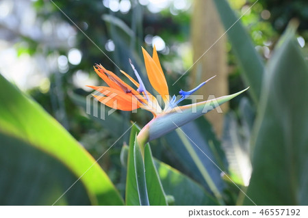 Gokurakutsuka花 46557192