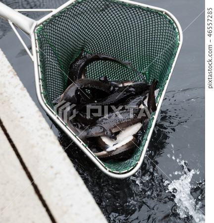 Sturgeon in landing net on fish farm Sturgeon in landing net on fish farm 46557285
