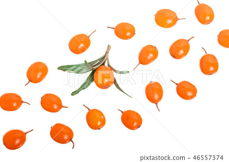 Sea buckthorn. Fresh ripe berry with leaves isolated on white background with copy space for your 46557374