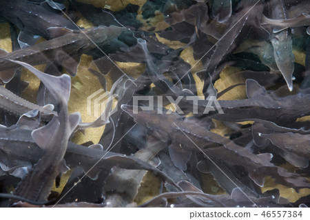 Sturgeon swimming underwater Sturgeon swimming underwater 46557384