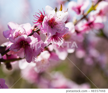Flowers on peach tree branch Flowers on peach tree branch 46557448