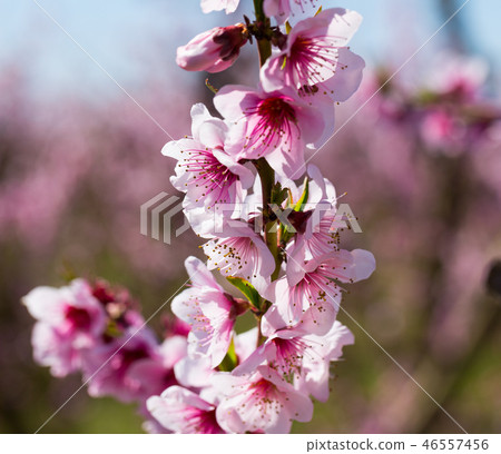 Peach flowers 46557456