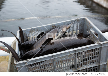 Sturgeon stacked in box on fish farm Sturgeon stacked in box on fish farm 46557492
