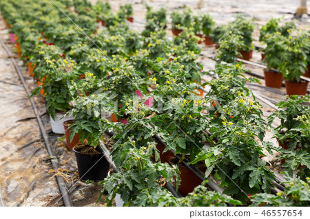 Tomato seedlings growing in pots in sunny greenhouse Tomato seedlings growing in pots in sunny greenhouse 46557654