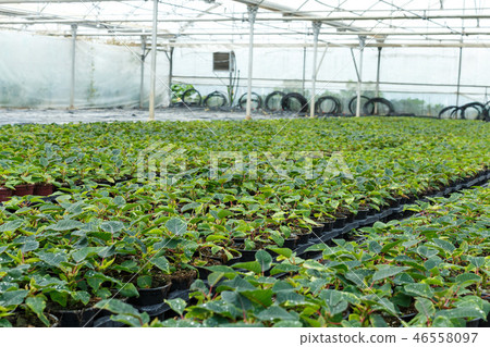 Seedlings of euphorbia pulcherrima growing in pots in sunny greenhouse 46558097