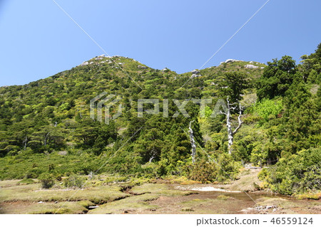 Road to the summit of Yakushima Miyanoura Take a look at Kuromi-dake from the Hananoe River 46559124