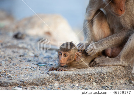 Mother monkey taking care her baby monkey Mother monkey taking care her baby monkey 46559177