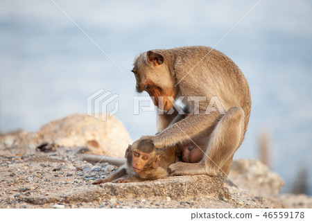 Mother monkey taking care her baby monkey Mother monkey taking care her baby monkey 46559178