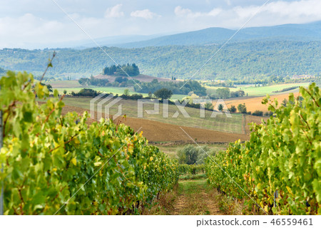Vineyard in Chianti region in province of Siena Vineyard in Chianti region in province of Siena 46559461