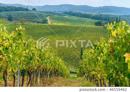 Vineyard in Chianti region in province of Siena.  46559462