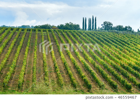 Vineyard in Chianti region in province of Siena.  46559467