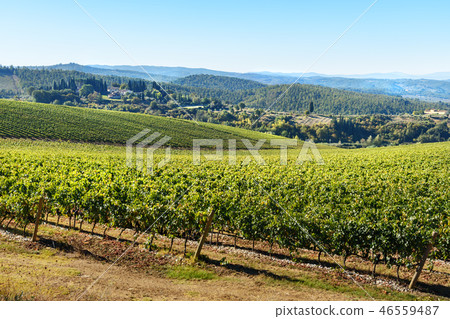 Vineyard in Chianti region. Tuscany. Italy Vineyard in Chianti region. Tuscany. Italy 46559487