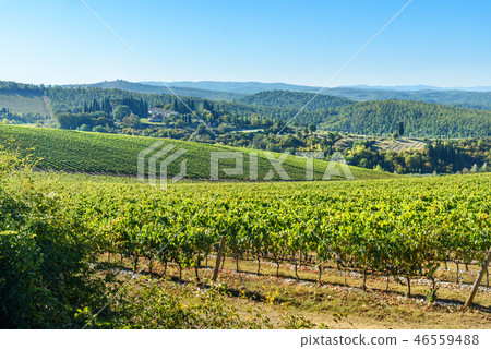 Vineyard in Chianti region. Tuscany. Italy Vineyard in Chianti region. Tuscany. Italy 46559488