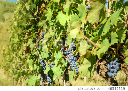 Grape harvest of Vineyard in Chianti region. 46559519