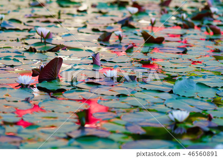 花卉故事(水系列) 花卉故事(水系列) 46560891