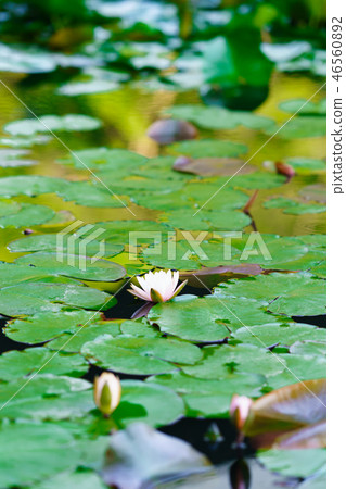 Flower Story (Water Series) Flower Story (Water Series) 46560892