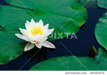 Flower Story (Water Series) Flower Story (Water Series) 46560916