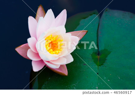 Flower Story (Water Series) Flower Story (Water Series) 46560917