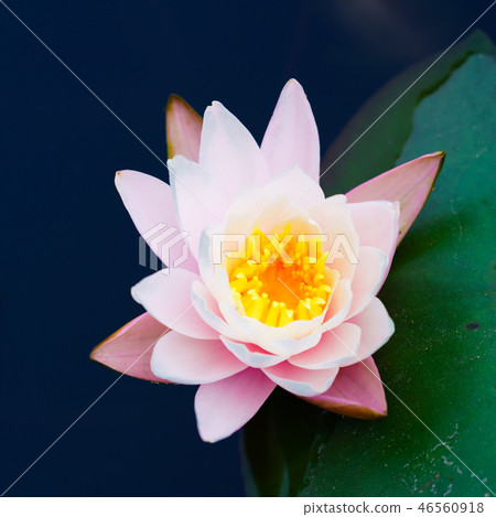Flower Story (Water Series) Flower Story (Water Series) 46560918