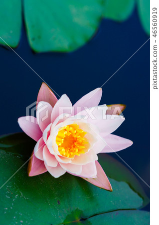 花卉故事(水系列) 花卉故事(水系列) 46560919