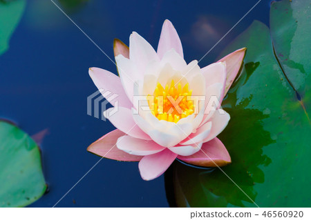 花卉故事(水系列) 花卉故事(水系列) 46560920
