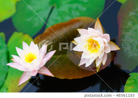 Flower Story (Water Series) Flower Story (Water Series) 46561185