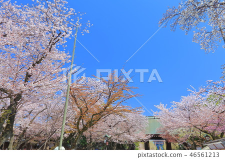 [東京]靖國神社盛開 46561213