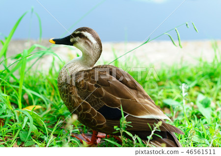 鳥故事(上野忍坂池) 鳥故事(上野忍坂池) 46561511