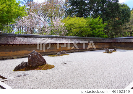 Ryoanji的石頭花園（春天） 46562349