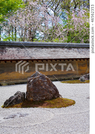 Ryoanji的石頭花園（春天） 46562353