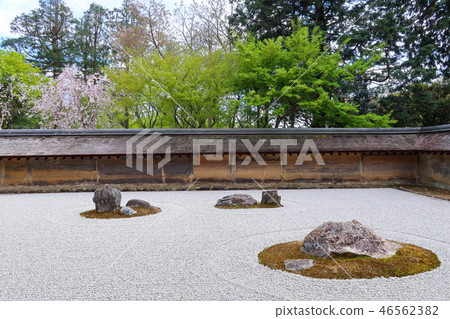 Ryoanji的石頭花園（春天） 46562382