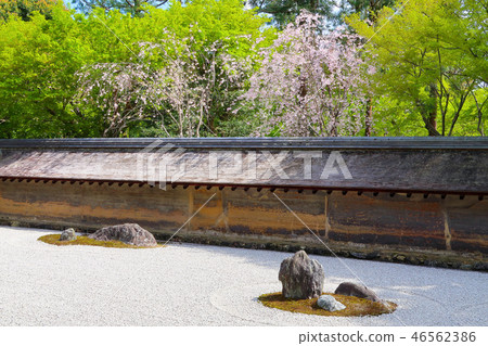 Ryoanji的石頭花園（春天） 46562386