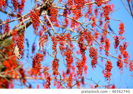 黃色土豆的果子 46562740