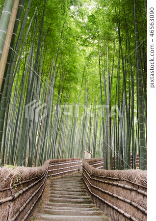 Bamboo forest in Kyoto 46563090