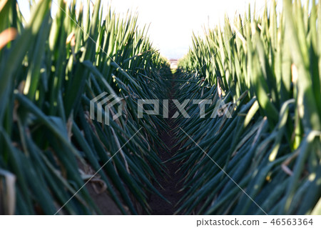 Fukaya green onion (Winter 2018) Fukaya city, Saitama Prefecture (Toyori area) 46563364