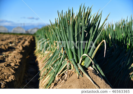 Fukaya green onion (Winter 2018) Fukaya city, Saitama Prefecture (Toyori area) 46563365