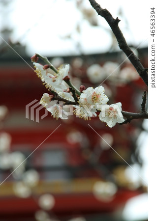 White plums of Suma and Tunashiki Tenmangu White plums of Suma and Tunashiki Tenmangu 46563394