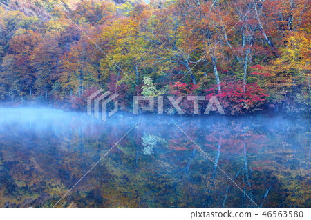 Aoi Koi Pond that smokes in the morning mist 46563580