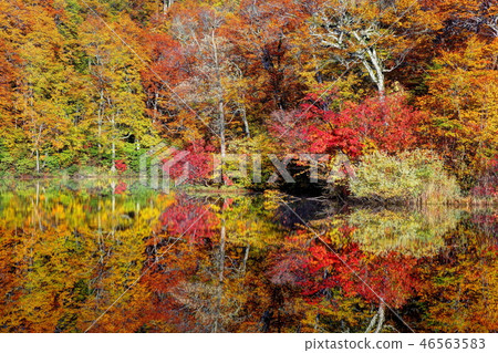Kishiwako Kamoi pond 46563583