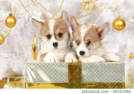 Two puppies Welsh Corgi sitting at a holiday gift 46563966