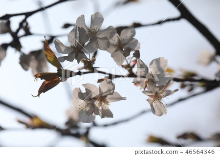 Cherry Blossoms Cherry Blossoms 46564346