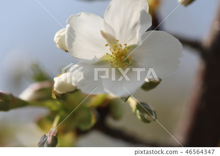 櫻花 櫻花 46564347