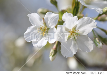 櫻花 櫻花 46564348