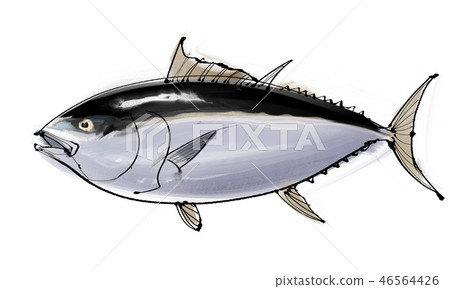 金槍魚 金槍魚 46564426