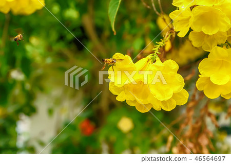 Bees on cascabela thevetia Bees on cascabela thevetia 46564697