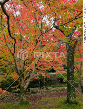 秋天槭樹紅色 秋天槭樹紅色 46564713